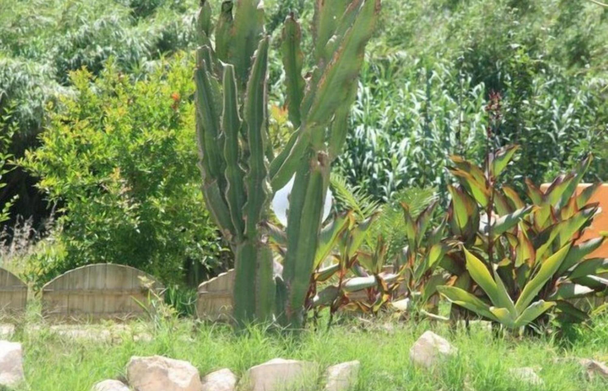 غونيسا Villa El Minero المظهر الخارجي الصورة